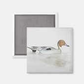 Pintail Duck 2011 Magneet (Voorkant / Achterkant)