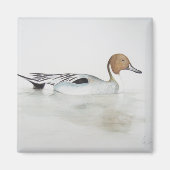 Pintail Duck 2011 Magneet (Voorkant)