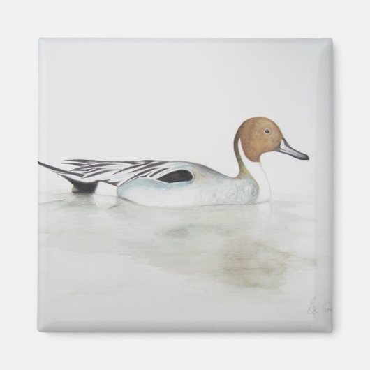Pintail Duck 2011 Magneet (Voorkant)