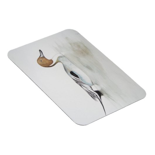 Pintail Duck 2011 Magneet (Rechterzijde)