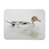 Pintail Duck 2011 Magneet (Horizontaal)
