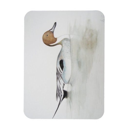 Pintail Duck 2011 Magneet (Verticaal)