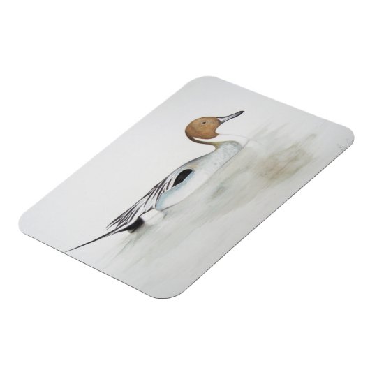 Pintail Duck 2011 Magneet (Linkerzijde)