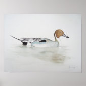 Pintail Duck 2011 Poster (Voorkant)