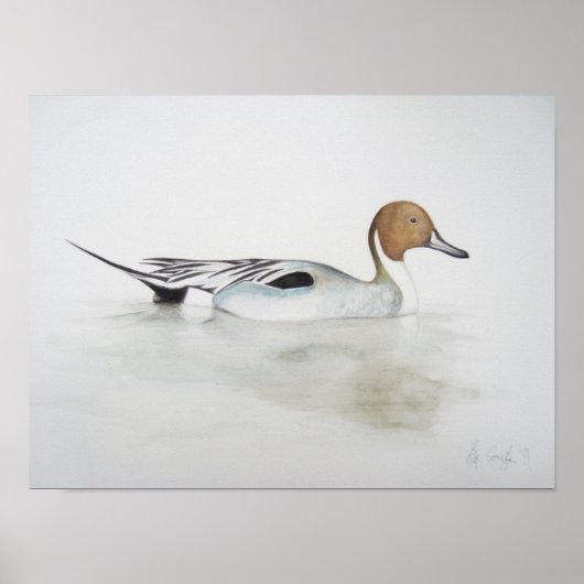 Pintail Duck 2011 Poster (Voorkant)