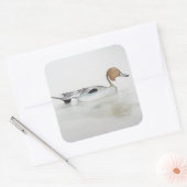 Pintail Duck 2011 Vierkante Sticker (Envelop)