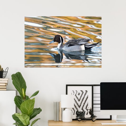 Pintail Duck Poster (Thuiskantoor)