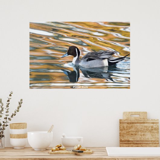 Pintail Duck Poster (Keuken)