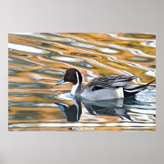 Pintail Duck Poster (Voorkant)