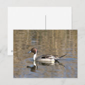 Pintail Duck zwemt in een hond Briefkaart (Voorkant / Achterkant)