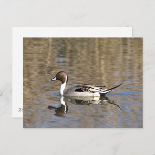 Pintail Duck zwemt in een hond Briefkaart (Voorkant / Achterkant)