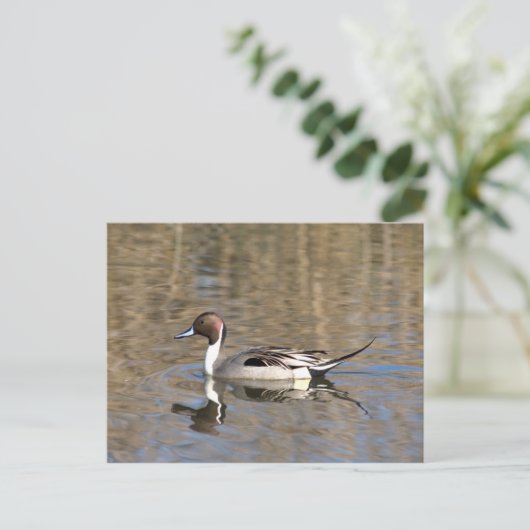 Pintail Duck zwemt in een hond Briefkaart (Staand voorkant)