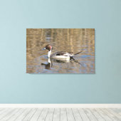 Pintail Duck zwemt in een hond Canvas Afdruk (Insitu (Houten vloer))