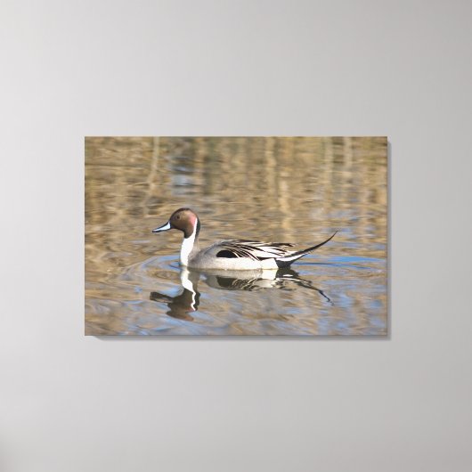 Pintail Duck zwemt in een hond Canvas Afdruk (Voorkant)