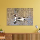 Pintail Duck zwemt in een hond Canvas Afdruk (Insitu (Woonkamer))