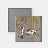 Pintail Duck zwemt in een hond Magneet (Voorkant / Achterkant)