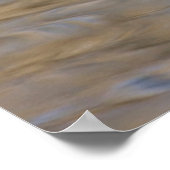 Pintail Duck zwemt in een hond Poster (Hoek)