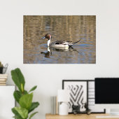 Pintail Duck zwemt in een hond Poster (Thuiskantoor)