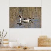 Pintail Duck zwemt in een hond Poster (Keuken)