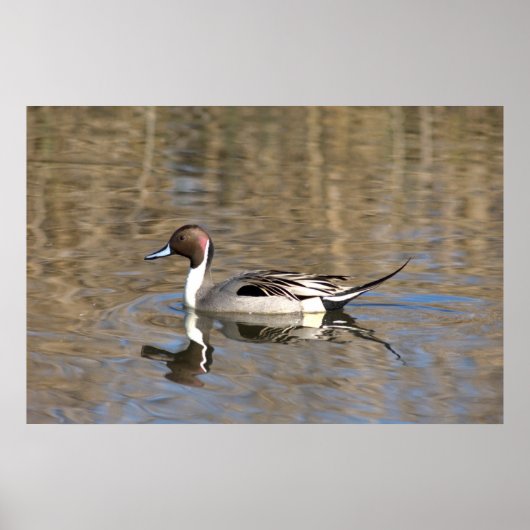 Pintail Duck zwemt in een hond Poster (Voorkant)