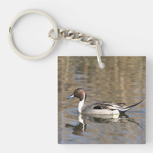 Pintail Duck zwemt in een hond Sleutelhanger (Voorkant)
