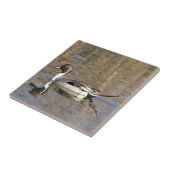 Pintail Duck zwemt in een hond Tegeltje (Zijkant)