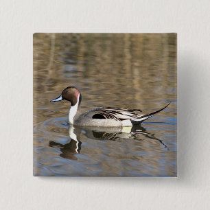 Pintail Duck zwemt in een hond Vierkante Button 5,1 Cm