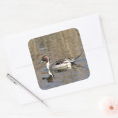 Pintail Duck zwemt in een hond Vierkante Sticker (Envelop)
