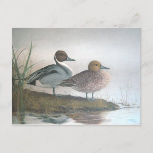 Pintail Ducks Briefkaart