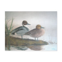 Pintail Ducks