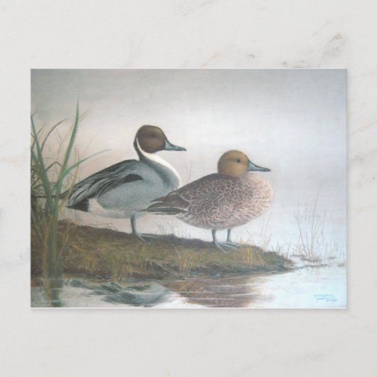 Pintail Ducks Briefkaart (Voorkant)