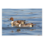 Pintail Ducks-foto Foto Afdruk (Voorkant)