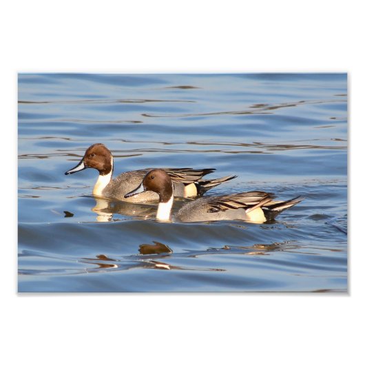 Pintail Ducks-foto Foto Afdruk (Voorkant)