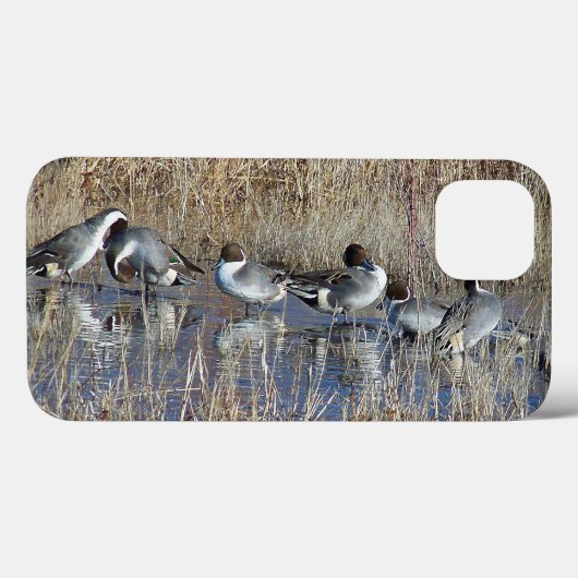 Pintail Ducks iPhone 6 Hoesje (Achterkant (horizontaal))