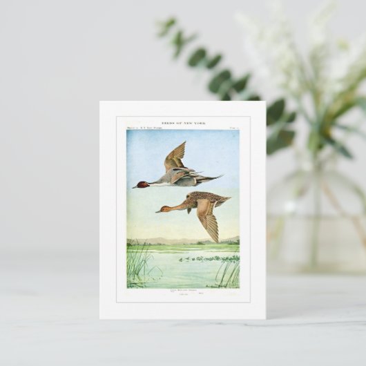 Pintail eenden briefkaart (Staand voorkant)