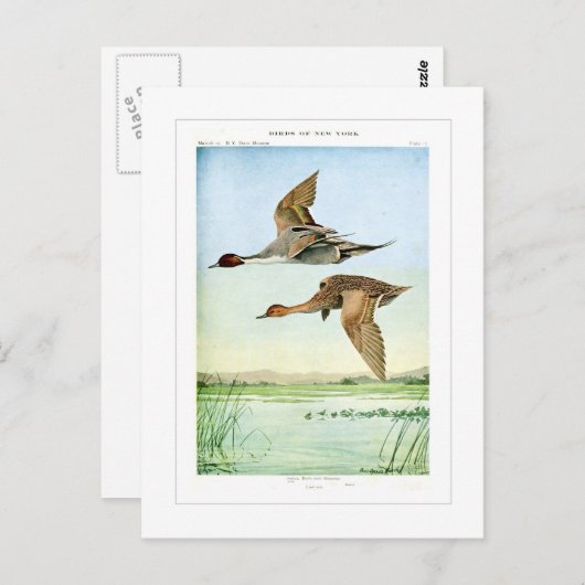Pintail eenden briefkaart (Voorkant / Achterkant)