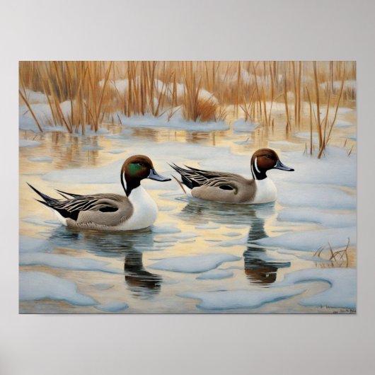 Pintail eenden op besneeuwde vijver poster (Voorkant)