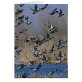 Pintails in de vlucht