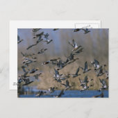 Pintails in de vlucht briefkaart (Voorkant / Achterkant)