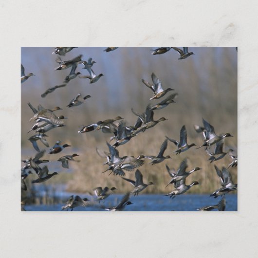 Pintails in de vlucht briefkaart (Voorkant)