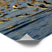 Pintails Poster (Hoek)