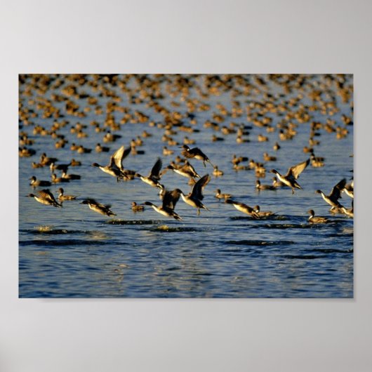 Pintails Poster (Voorkant)