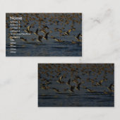 Pintails Visitekaartje (Voorkant / Achterkant)