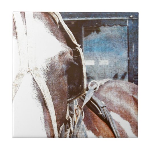 Pinto Amish Buggy Horse Tegeltje (Voorkant)
