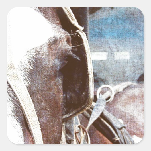 Pinto Amish Buggy Horse Vierkante Sticker (Voorkant)