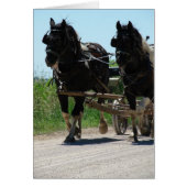 Pinto Amish Draft Horses (Voorkant)