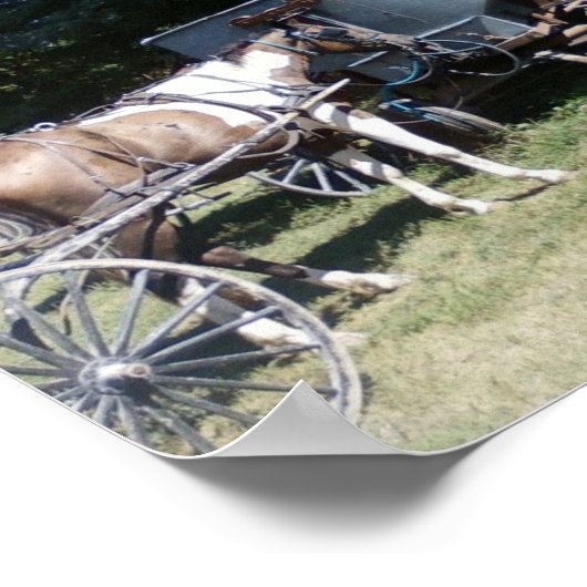 Pinto Amish Horse Poster (Hoek)
