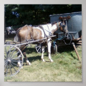 Pinto Amish Horse Poster (Voorkant)