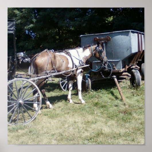 Pinto Amish Horse Poster (Voorkant)