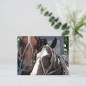 Pinto Amish Horse Solid Amish Horse and Buggies Briefkaart (Staand voorkant)